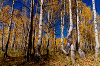 One Year of Skateboarding: A Road Trip Through Colorado’s Skate Parks and Scenic Wilderness