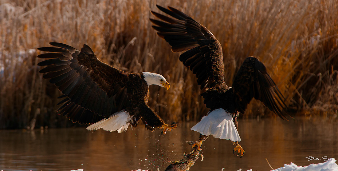 Brian Smyer's 2013 editor's picks--15