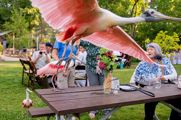 Ready to Hatch – Tracy Aviary’s Signature Spring Fundraise5881