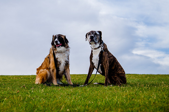 Stark_DSC0436