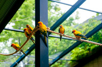 Family Outing at Tracey Aviary-1489