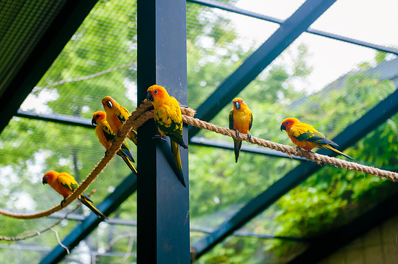 Family Outing at Tracey Aviary-1489