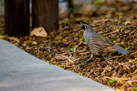 Breakfast with the birds at Tracy Aviary-7504
