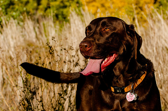 Fall Family Pictures in Salt Lake City, Utah.