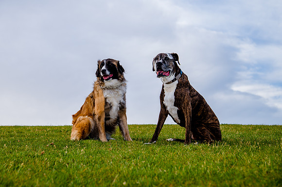Stark_DSC0438
