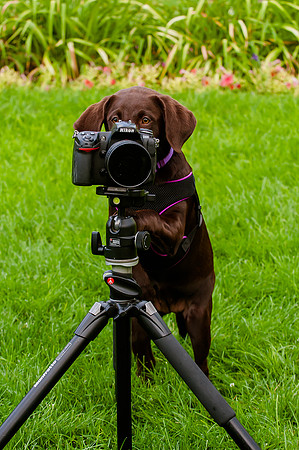 Dog taking pictues