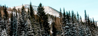 Landscape picture of mountain with evergreen foreground and blue morning sky.