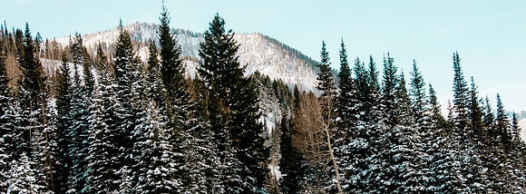Landscape picture of mountain with evergreen foreground and blue morning sky.