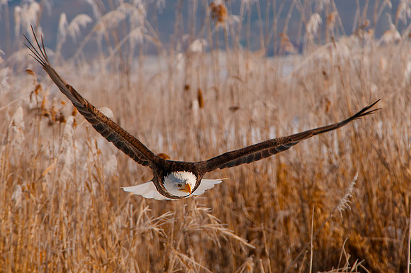 Bald Eagle
