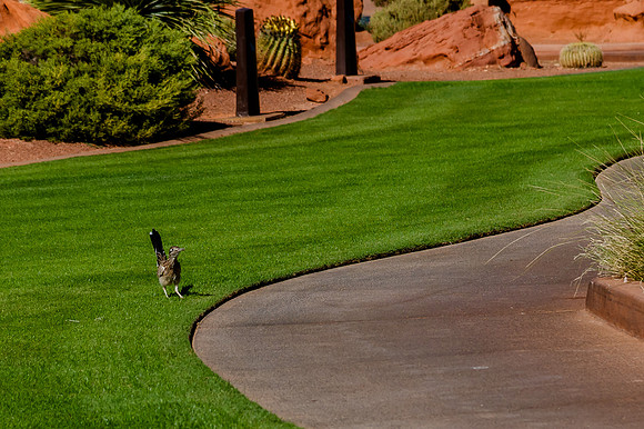 Wedding at Entrada29889