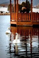 Swans Mate for Life