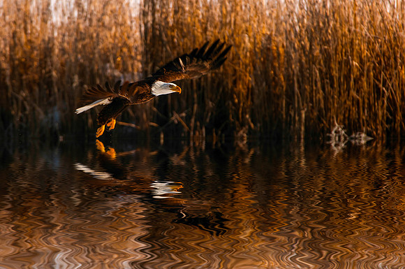 Bald Eagle