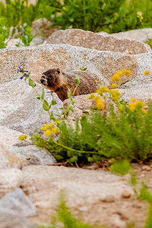 baby yellow bellied marmot