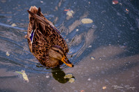 Birdlesque55731