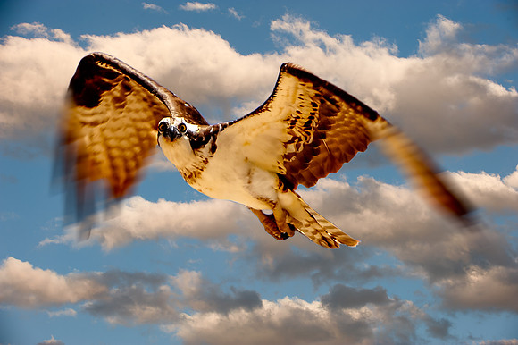 Osprey