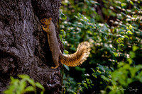 Birdlesque 2019_DSC5284
