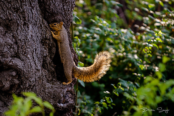Birdlesque 2019_DSC5284